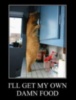 LOL Cat: I'll get my own damn food