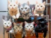 LOL: how to store and organize your cats.