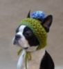 LOL Dog: I asked for a hat to keep my ears warm - what's this?!