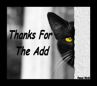Thanks For The Add Nice Black Cat