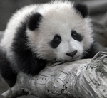 Cute baby panda