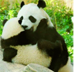 Cute Panda Hugs