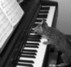 Kitten playing piano