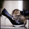 Cute Kitten in the shoe