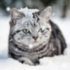 Cute Kitten and Snow