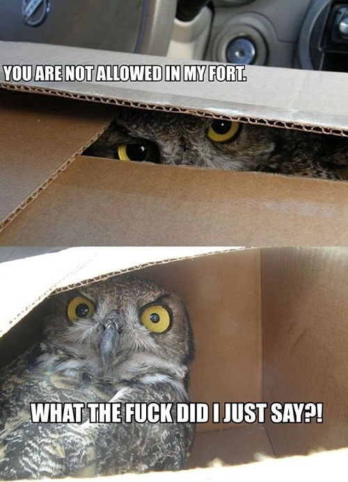 Funny Owl