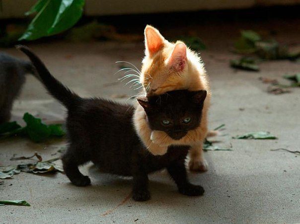 Cute Kitten Hugs