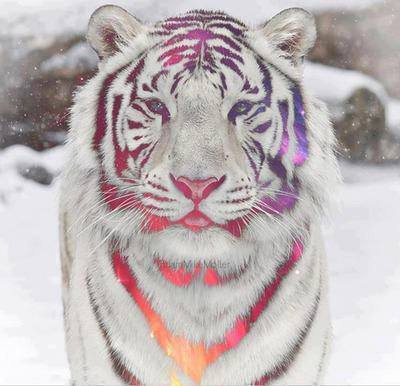 Rainbow tiger