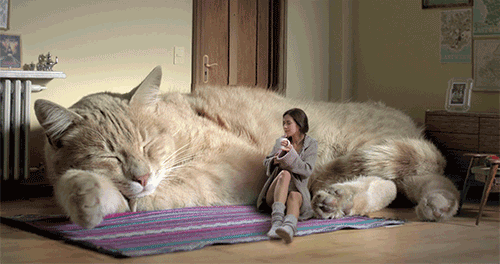 LOL Cat: giant