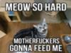 LOL Cat: Meow so hard motherfuckers gonna feed me