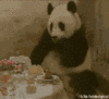 Surprised Panda