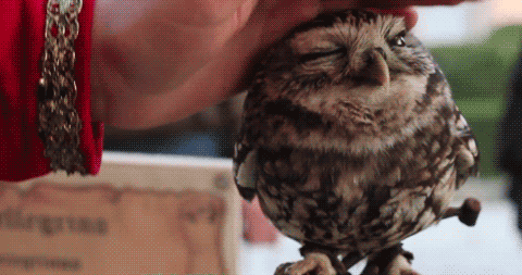 Lol cute owl