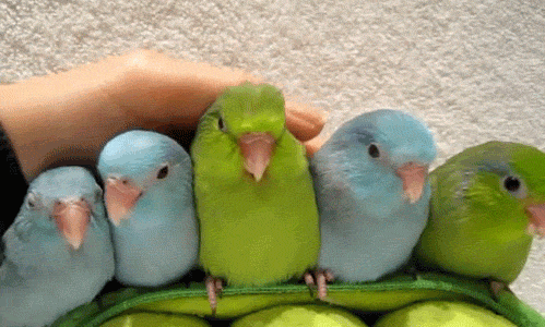 Cute birds
