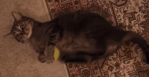 LOL Cat: with a ball