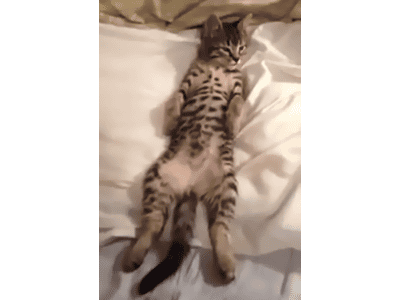 LOL Cat: stretch oneself