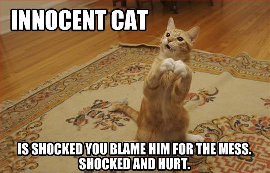 LOL Cat: Innocent Cat