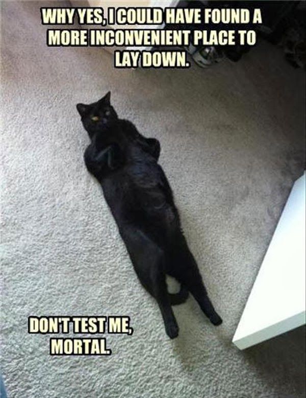 LOL Cat: Don't test me, mortal