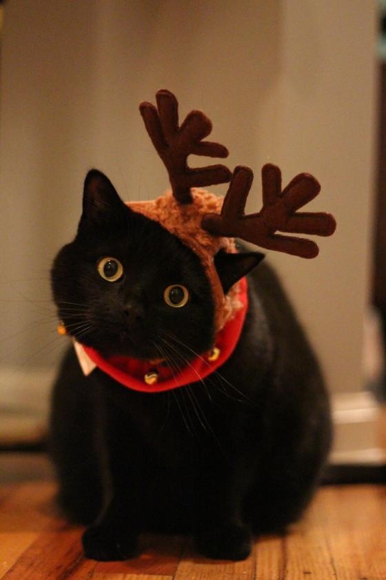 LOL Cat: Christmas Deer