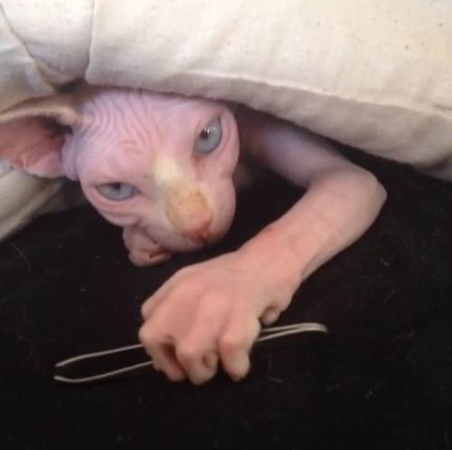 LOL Cat: precious tweezers