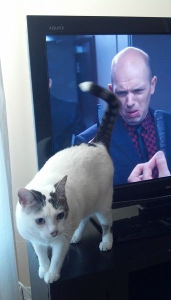 LOL Cat and TV