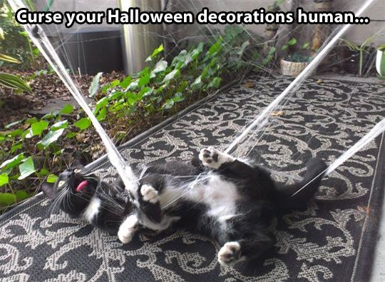 LOL Cat: Curse your Halloween decorations human...