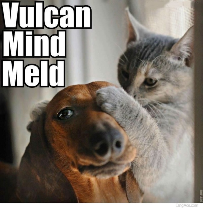 LOL Cat: Vulcan mind meld