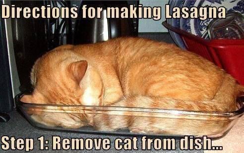 LOL Cat: Directions for making Lasagna Step 1: Remove cat from dish...