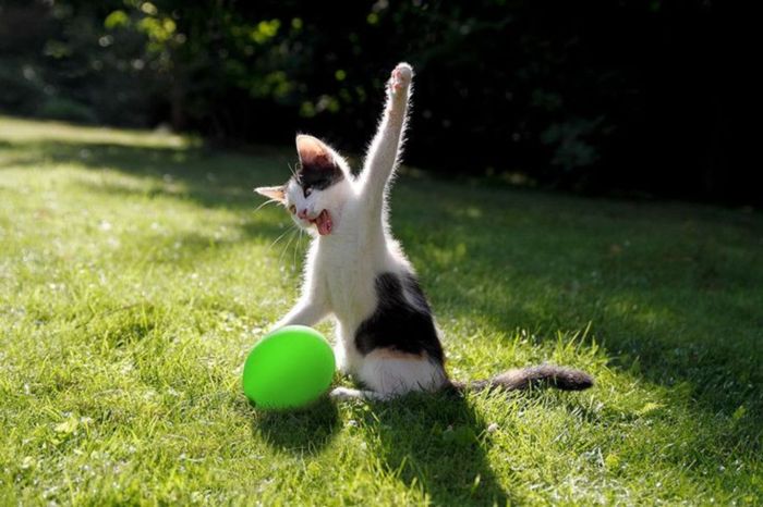 LOL Cat: Cat killing a balloon