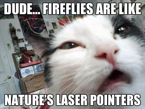 LOL Cat: Dedu... Fireflies are like nature's laser pointers