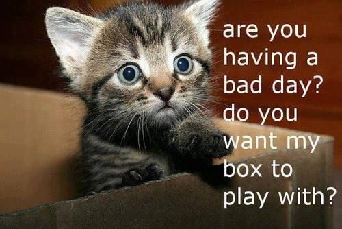 LOL Cat: are you having a bad day? do you want my box to play with?