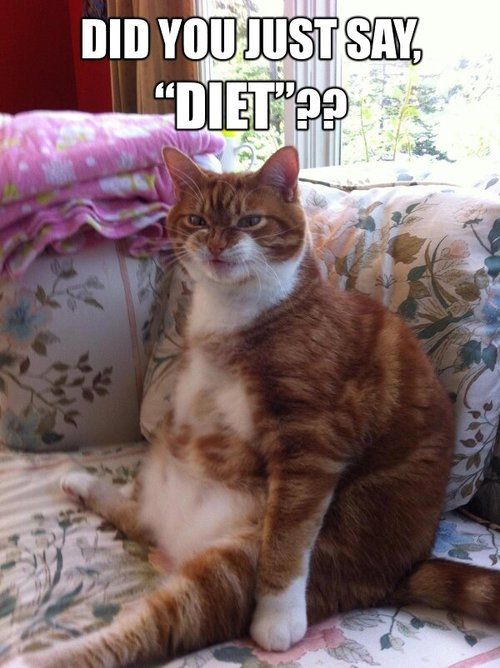 LOL Cat: Did you just say, "Diet"??