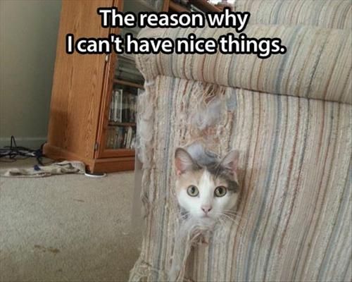 LOL Cat: The reason why I can't have nice things.
