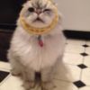 LOL Cat: Waffles?