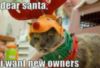 LOL Cat: Dear Santa, I want new owners
