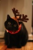 LOL Cat: Christmas Deer