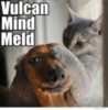 LOL Cat: Vulcan mind meld