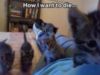 LOL Cat: How I want to die...