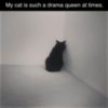 LOL: My cat in such a drama queen at times.