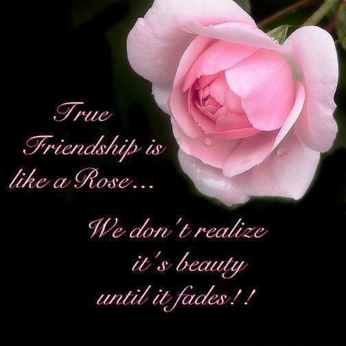 True Friendship is like a Rose... We don't realize it's beauty until it fades!!