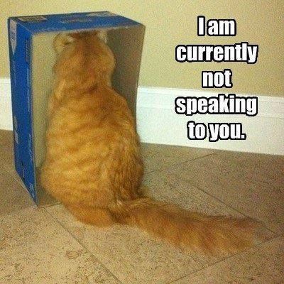 LOL Cat: I am currently not speaking to you.