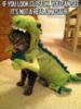 LOL Cat: If you look closely, you can see it's not a real dinosaur...