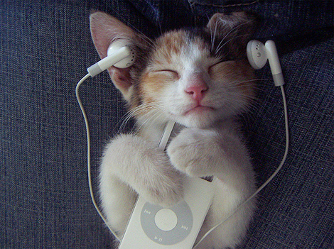 LOL Cat: Enjoy The iPod