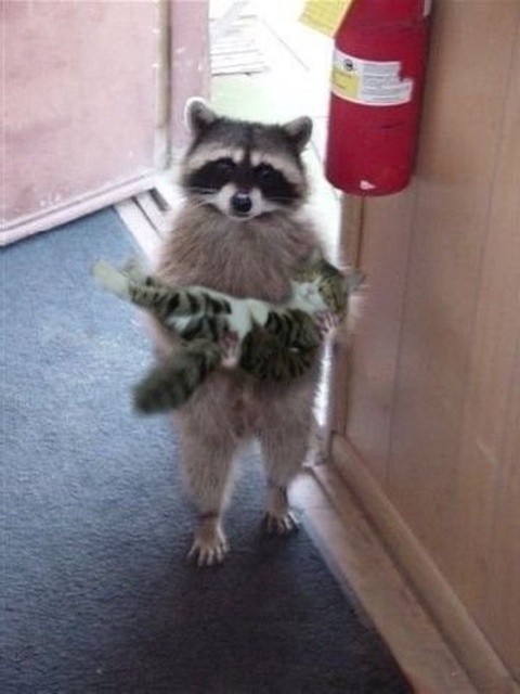 LOL coon: pardon me, is this your kitten?