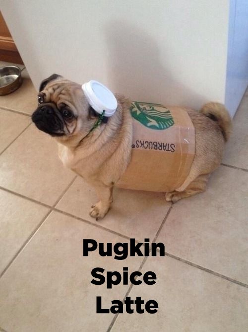 LOL Dog: Starbucks