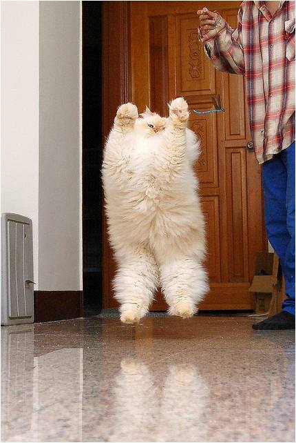 LOL Cat: fluffy jumping