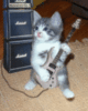 Kitten playing guitar
