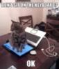 LOL Cat: on the keyboard