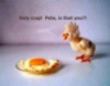 Funny Easter Picture