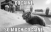 LOL Cat: So Much Cocaine