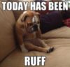 LOL dog: today has been ruff